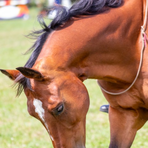12._Grand_Prix_140